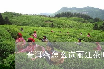 普洱茶怎么选丽江茶叶好喝/2023112592748