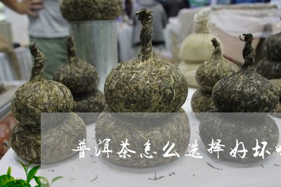 普洱茶怎么选择好坏喝/2023121618462