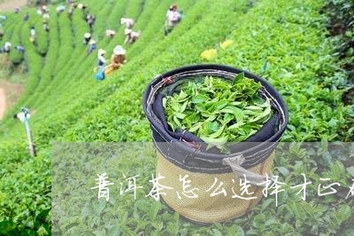 普洱茶怎么选择才正确/2023062700491