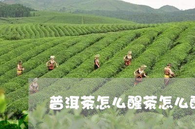 普洱茶怎么醒茶怎么醒/2023100835272