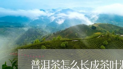 普洱茶怎么长成茶叶泥/2023062916163