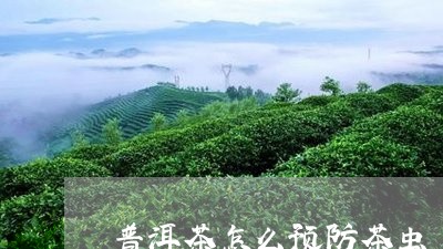 普洱茶怎么预防茶虫/2023070952515