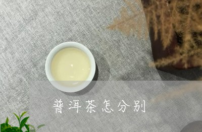 普洱茶怎分别/2023042920046