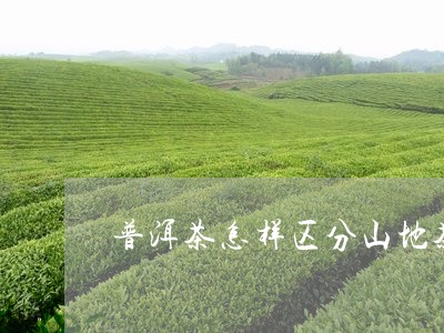 普洱茶怎样区分山地茶的好坏/2023110404250