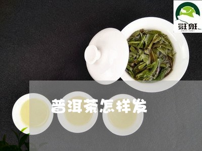 普洱茶怎样发/2023042646594