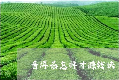 普洱茶怎样才赚钱快/2023101675936