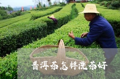 普洱茶怎样洗茶好/2023110348716