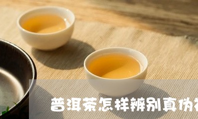 普洱茶怎样辨别真伪视频/2023120761704