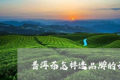 普洱茶怎样选品牌的茶砖/2023083058572