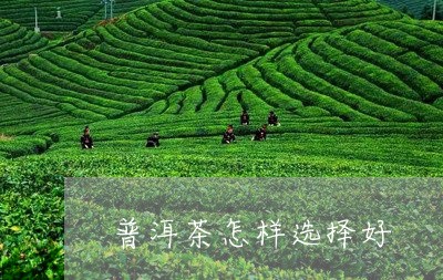 普洱茶怎样选择好/2023121651716