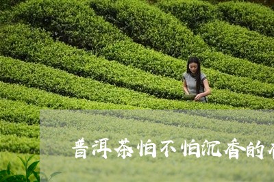 普洱茶怕不怕沉香的香味/2023112895170