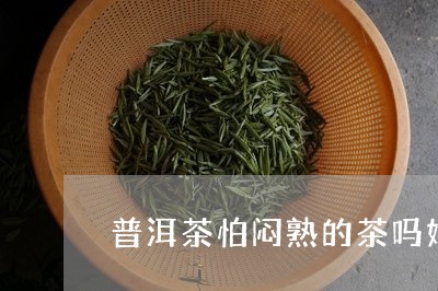 普洱茶怕闷熟的茶吗好吗/2023110606372