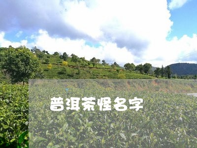 普洱茶怪名字/2023042683765