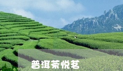 普洱茶悦茗/2023112675068