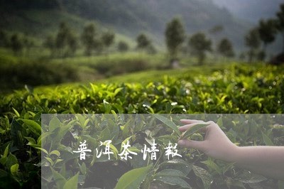 普洱茶情报/2023090518363