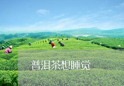 普洱茶想睡觉/2023042691318