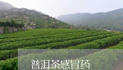 普洱茶感冒药/2023090662714