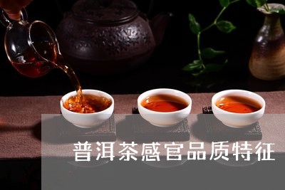 普洱茶感官品质特征/2023091346169