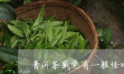 普洱茶感觉有一股怪味/2023092944292