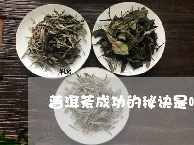 普洱茶成功的秘诀是哪些/2023110654849