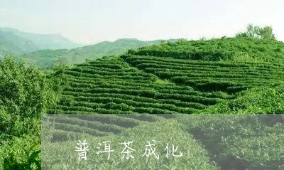 普洱茶成化/2023102500507