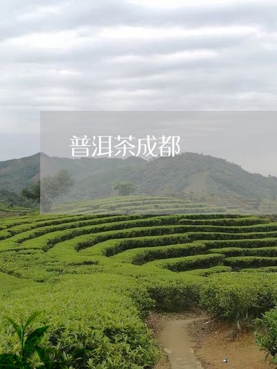 普洱茶成都/2023090647383