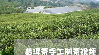 普洱茶手工制茶视频/2023070924137