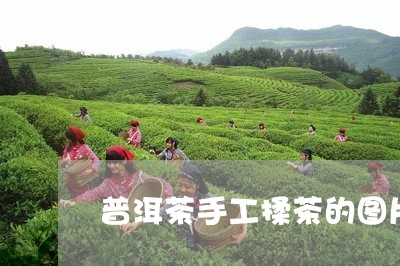 普洱茶手工揉茶的图片/2023080348492