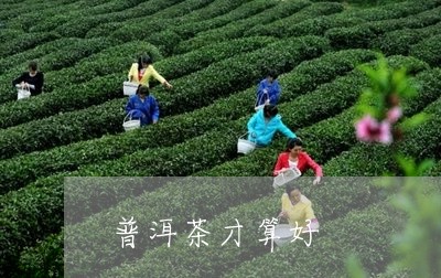 普洱茶才算好/2023091252963