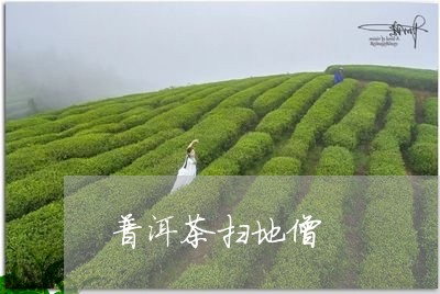 普洱茶扫地僧/2023042830000