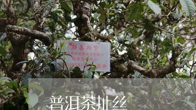 普洱茶扯丝/2023090681591