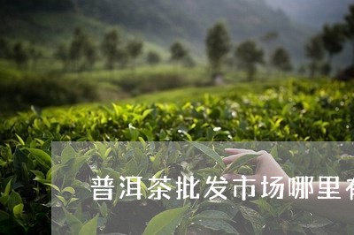 普洱茶批发市场哪里有/2023092734948