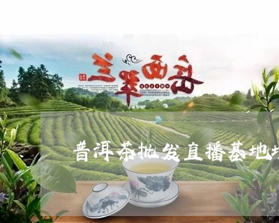 普洱茶批发直播基地地址/2023082733926