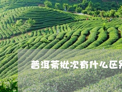 普洱茶批次有什么区别/2023062017261