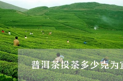 普洱茶投茶多少克为宜比较好/2023052851503