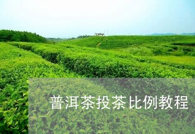 普洱茶投茶比例教程/2023091541704