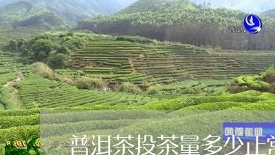 普洱茶投茶量多少正常/2023100751685