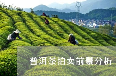 普洱茶拍卖前景分析/2023101683626