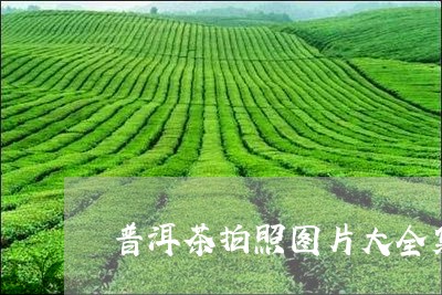 普洱茶拍照图片大全集最新/2023112521716