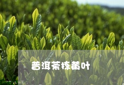 普洱茶拣黄叶/2023042707069