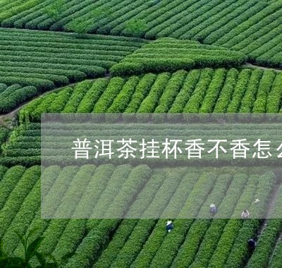 普洱茶挂杯香不香怎么看/2023120709492