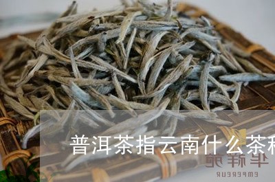 普洱茶指云南什么茶种类/2023112537138