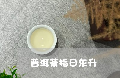 普洱茶指日东升/2023101611713