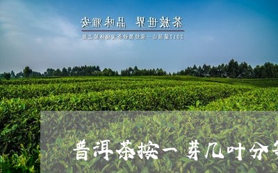 普洱茶按一芽几叶分等级吗/2023102562737