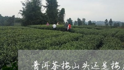 普洱茶按山头还是按产区选择/2023102501515