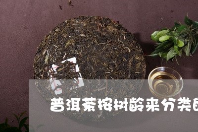 普洱茶按树龄来分类的有哪些/2023082859514