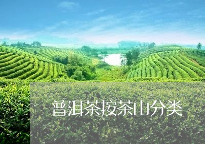 普洱茶按茶山分类/2023121738202