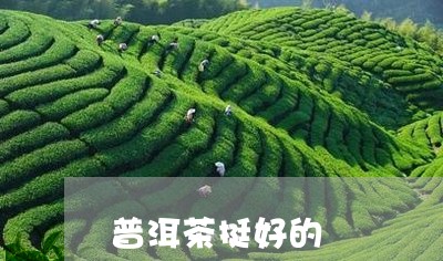 普洱茶挺好的/2023102573849