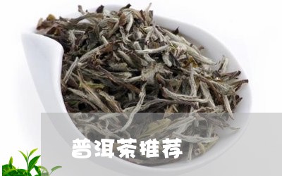 普洱茶推荐/2023090677289