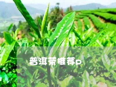 普洱茶推荐p/2023042893421